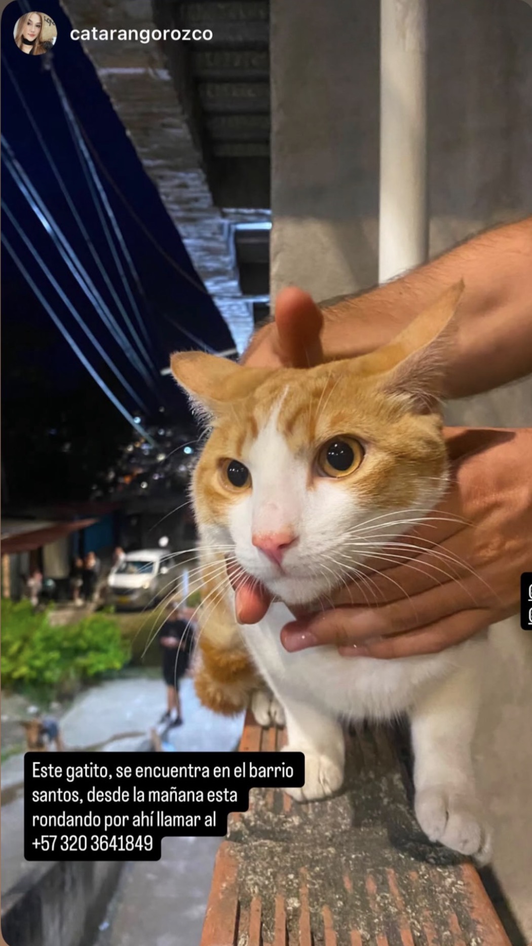 Gato