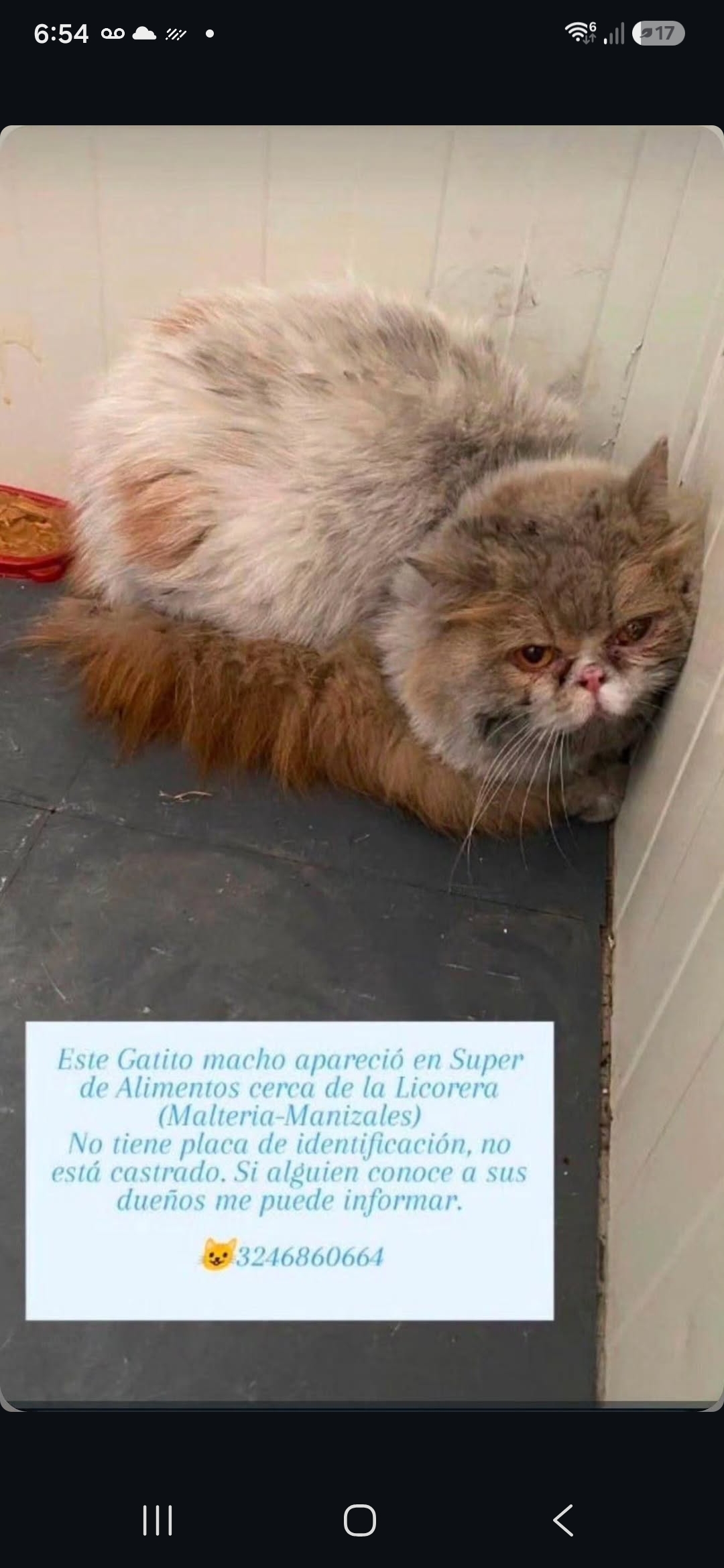 Gato