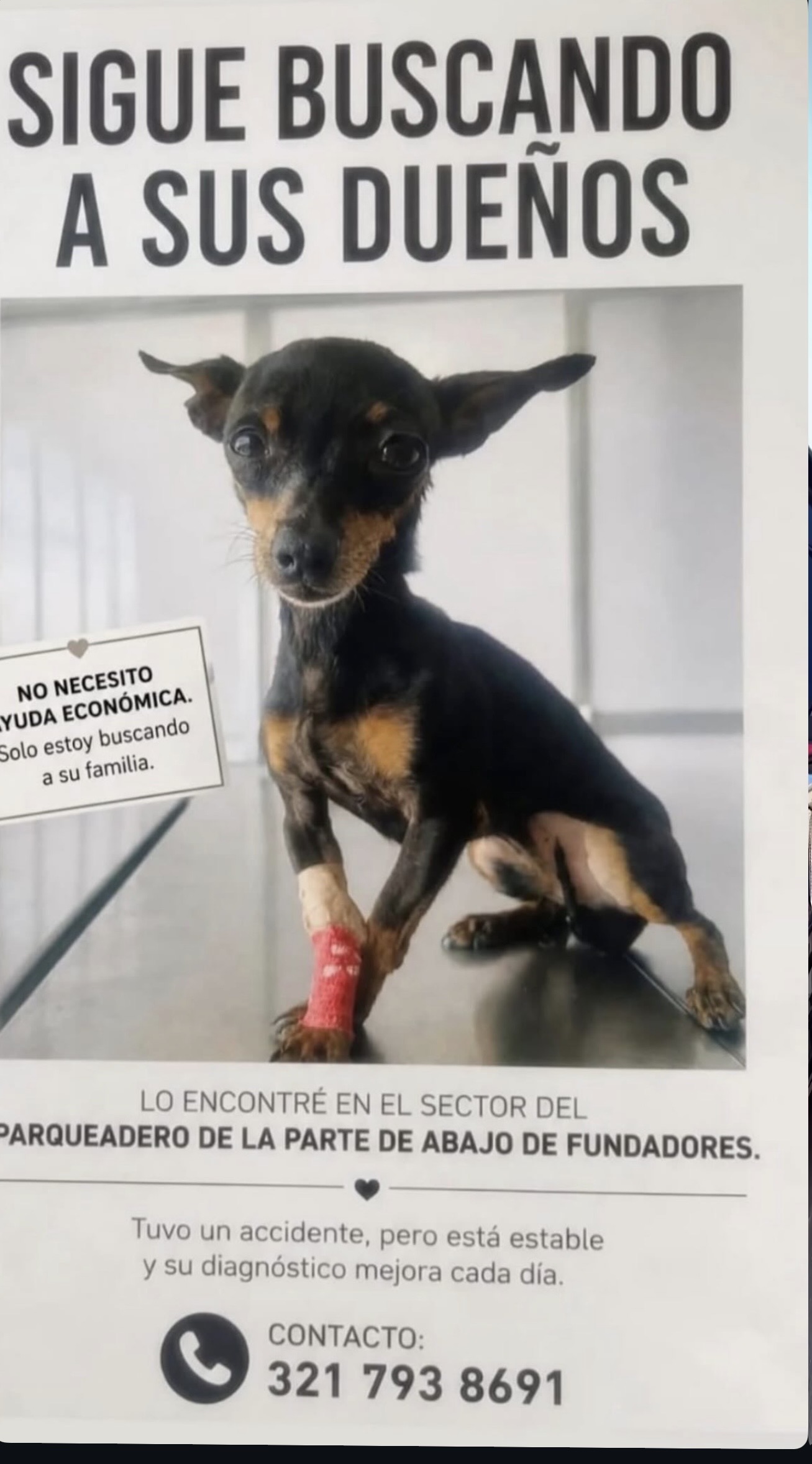 Perro